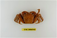 藏品(帝王仿相手蟹)的圖片